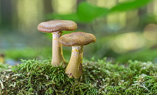 depth of field photography of two beige mushroom, gallica HD wallpaper
