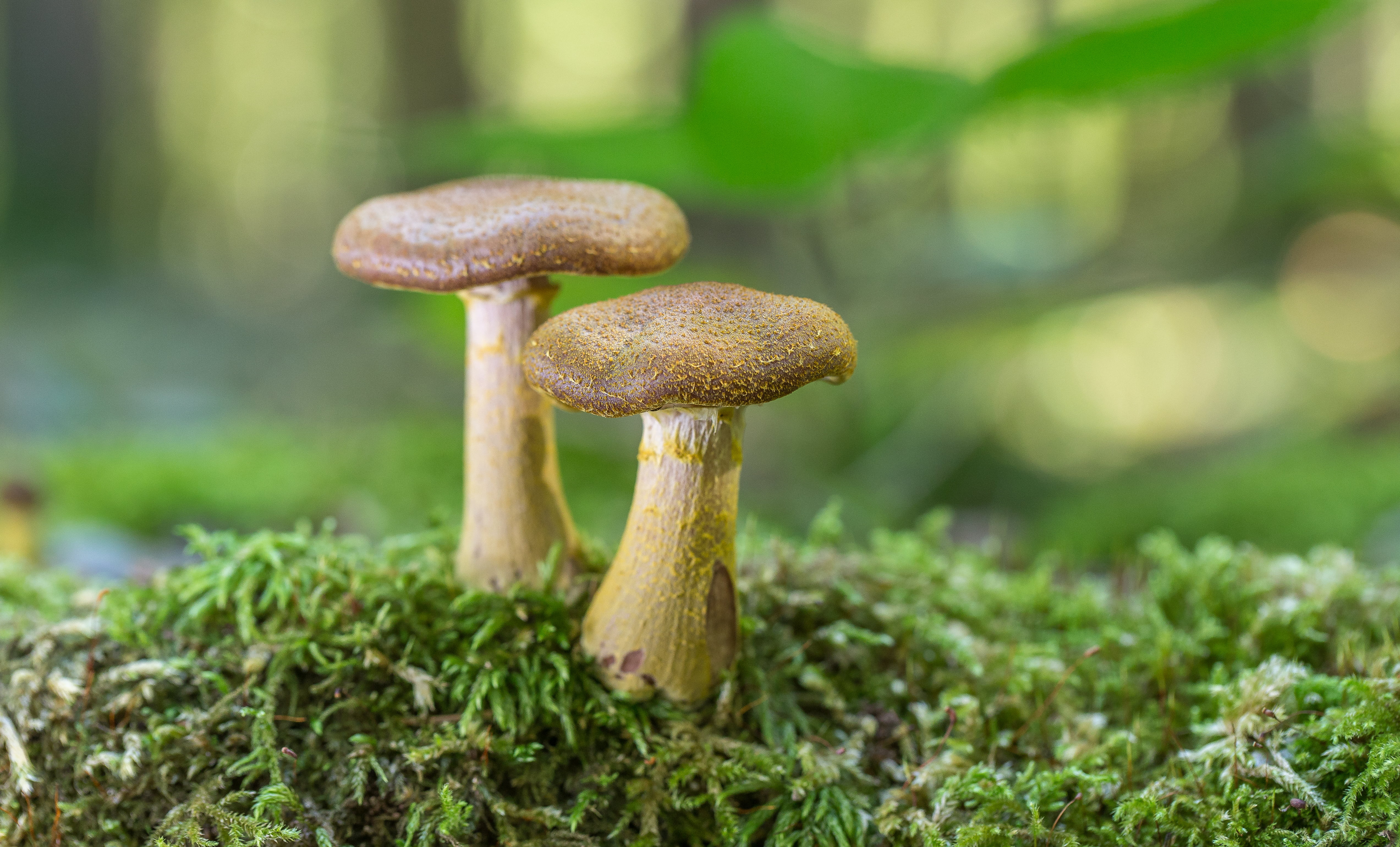 depth of field photography of two beige mushroom, gallica
