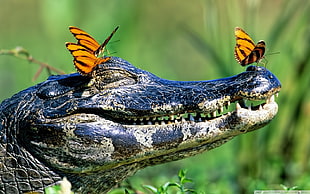 blue and black crocodile, butterfly, smiling, reptiles, happy face