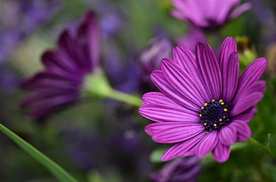 selective focus photography of purple daisy, osteospermum HD wallpaper