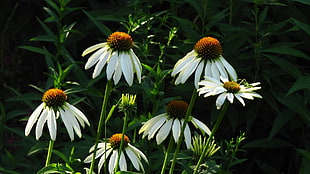 white-and-brown daisy flowers during daytime