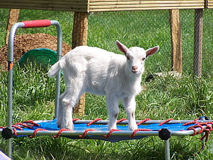 white goat kid standing near grey bar