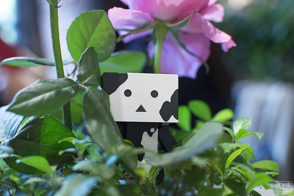 white and black decor, Danbo, Amazon, cherry blossom, spring HD wallpaper