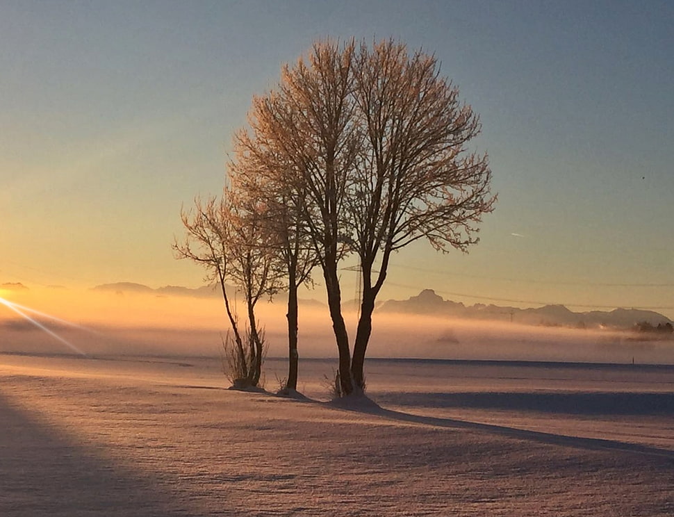 brown bare trees HD wallpaper