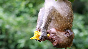 monkey climbing on tree eating bnana