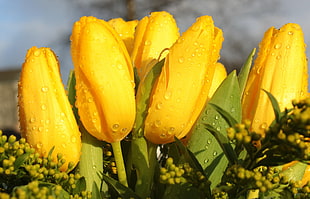 close up photo of yellow petal flower bouquet HD wallpaper