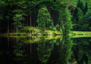 green leafed tree, trees, lake, nature