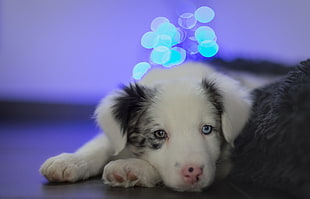 medium-coated white and black puppy