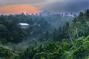 white building on dense forest digital wallpaper, nature, landscape, tropical forest, jungle