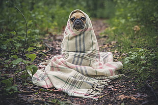 Fawn Pug cover by plaid blanket at daytime