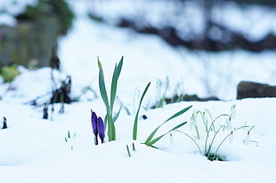 green leaf grass in the snow, crocus