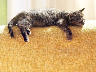 photography of brown tabby kitten lying down on yellow cushion