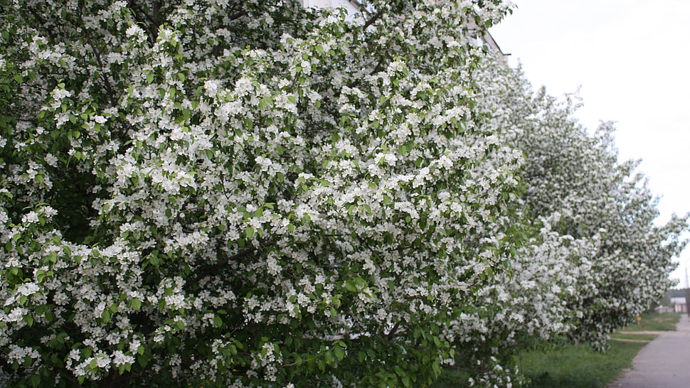 white flowered tree HD wallpaper