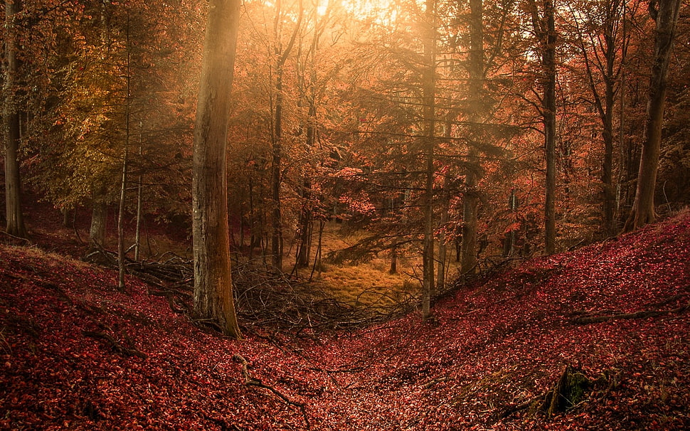 brown trees illustration HD wallpaper