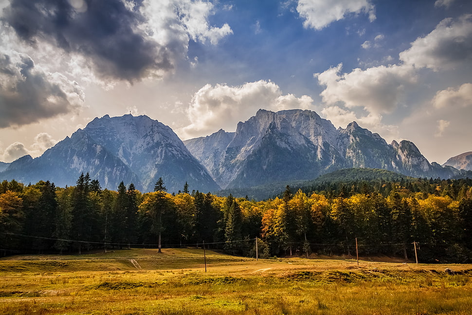 forest near mountain under cloudy sky during daytime HD wallpaper