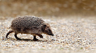 brown and black hedgehog, animals, hedgehog