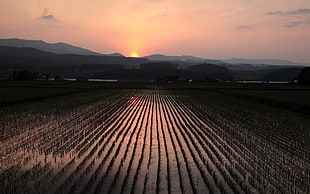 black and gray metal tool, sunset, rice paddy, field