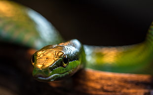 shallow focus photography of green snake