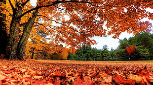 maple tree, nature, fall, trees, leaves HD wallpaper