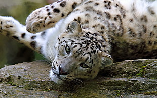 adult Leopard on rock HD wallpaper