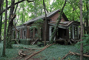 brown and white wooden house ruin, abandoned, forest