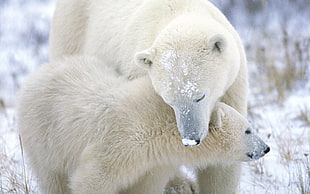 Polar bearing taking care of cub