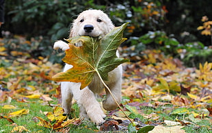 cream Golden Retriever puppy running while biting a maple leaf