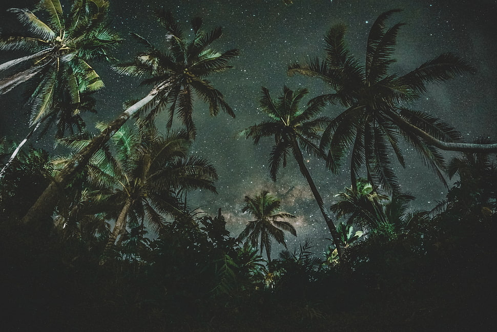 coconut trees, Palms, Trees, Starry sky HD wallpaper