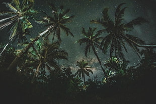 coconut trees, Palms, Trees, Starry sky