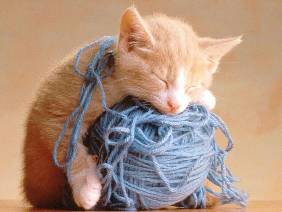 orange tabby kitten, kittens, wool HD wallpaper