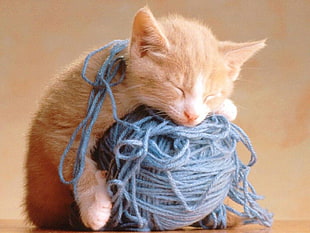 orange tabby kitten, kittens, wool