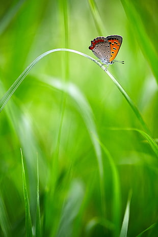 shallow focus photography of common blue butterfly on laaf HD wallpaper