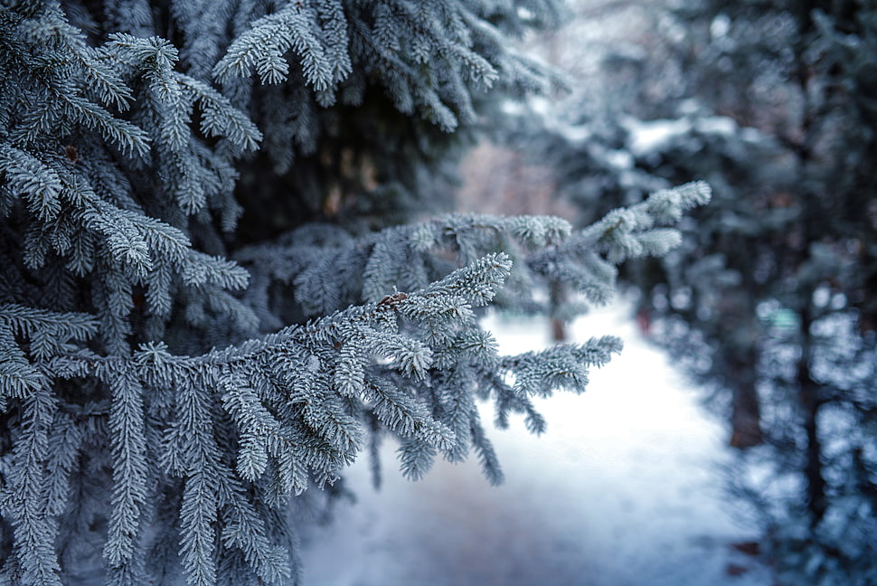 green pine tree, snow, winter, forest, conifer HD wallpaper