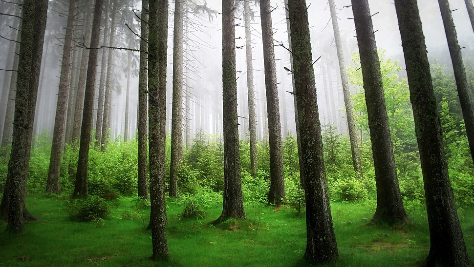 green leafed trees, forest, trees HD wallpaper