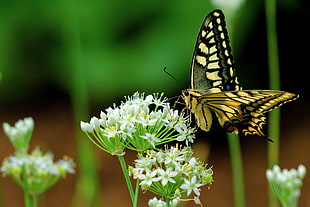 tiger swallowtail butterfly on white flower, leek