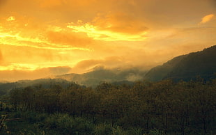 green leafed trees, nature, landscape, sunset, mountains