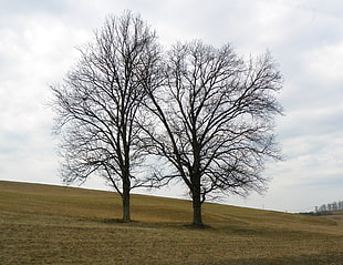brown bare trees