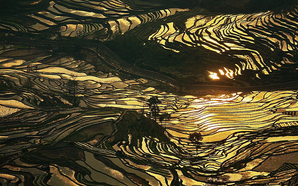 terraces painting, nature, landscape, rice paddy, China HD wallpaper