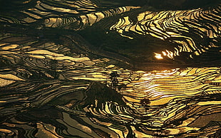terraces painting, nature, landscape, rice paddy, China
