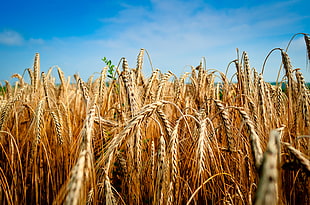 rye in macro photography, wheat
