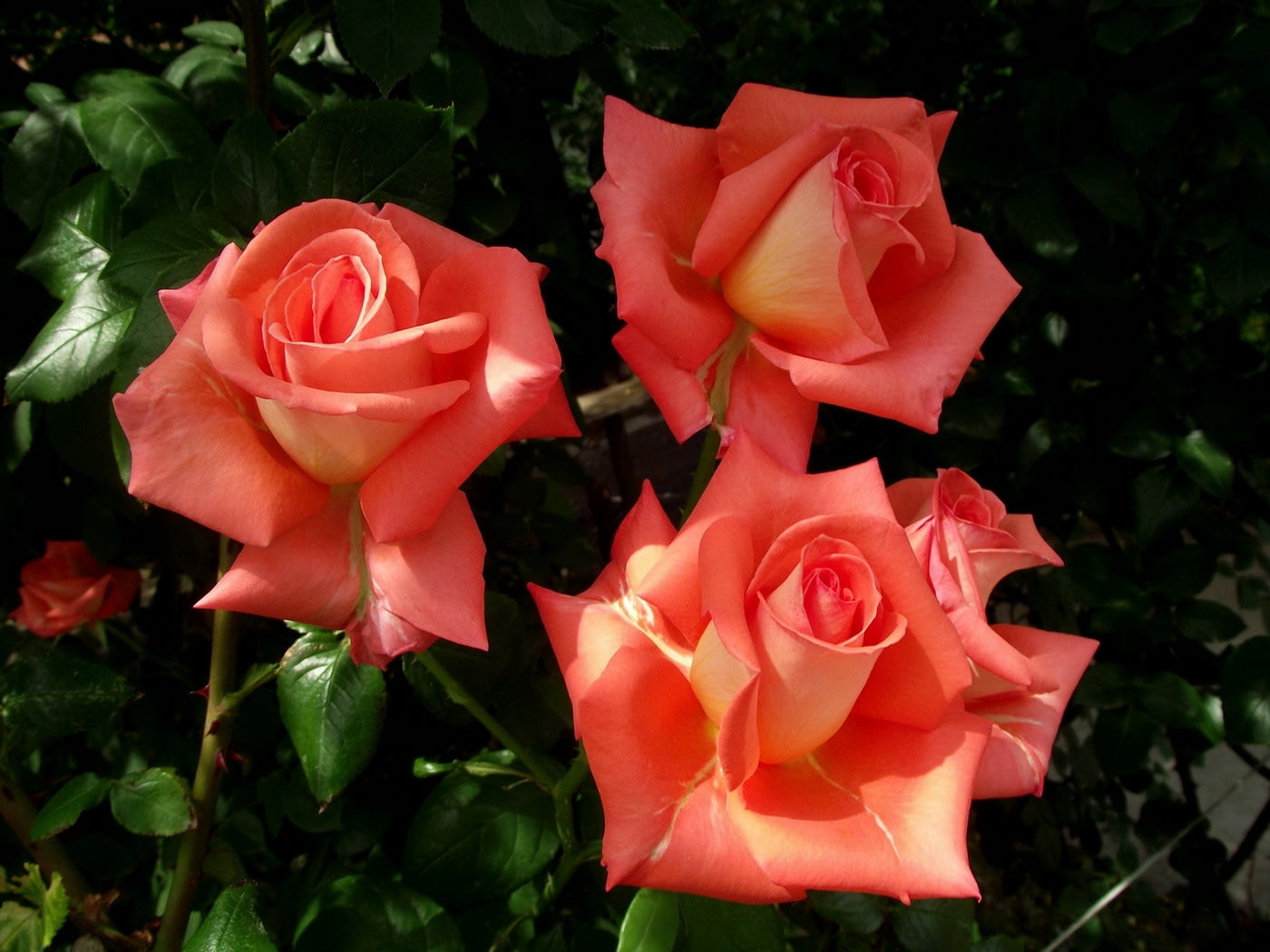 orange roses