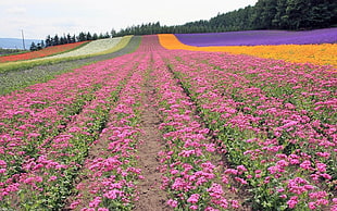 pink petaled flower field
