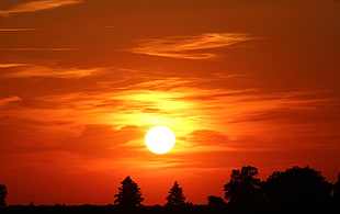 silhouette of trees photo during daylight HD wallpaper