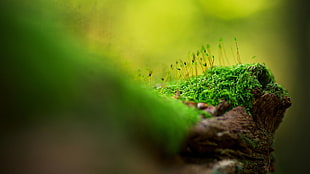 focus photography of green grass