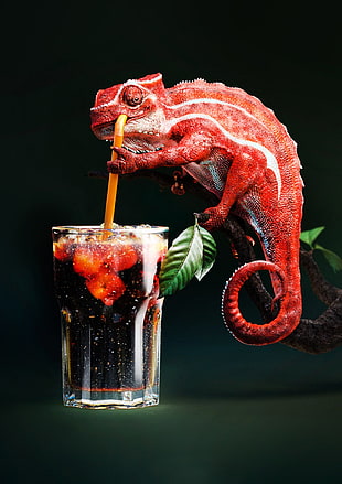 red chameleon, chameleons, drink HD wallpaper