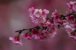 shallow depth of field photo of Cherry Blossoms