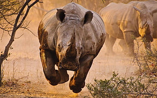 rhinoceros, animals, rhino, savannah, desert HD wallpaper