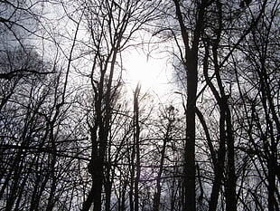 silhouette of trees during daytime, nature, trees
