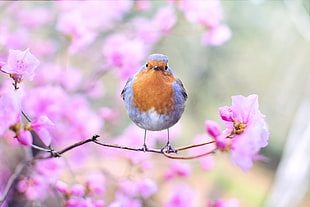 selective focus photography of brown and blue bird perching on pink petaled flower