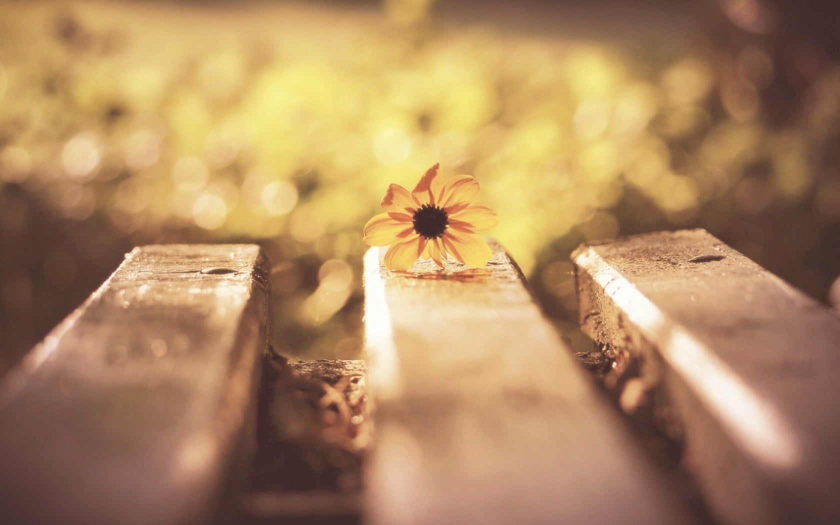 yellow flower, macro, flowers, bokeh, nature